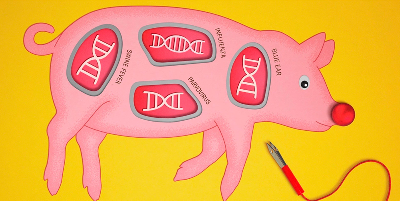 A edição de genoma tornou os porcos imunes a uma epidemia mortal