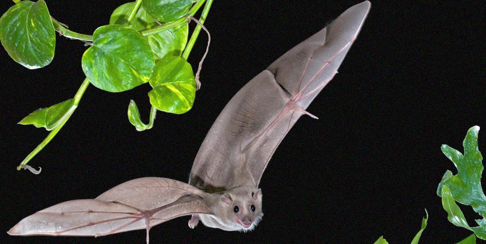 Os cérebros dos morcegos preveem seus próximos movimentos durante o voo