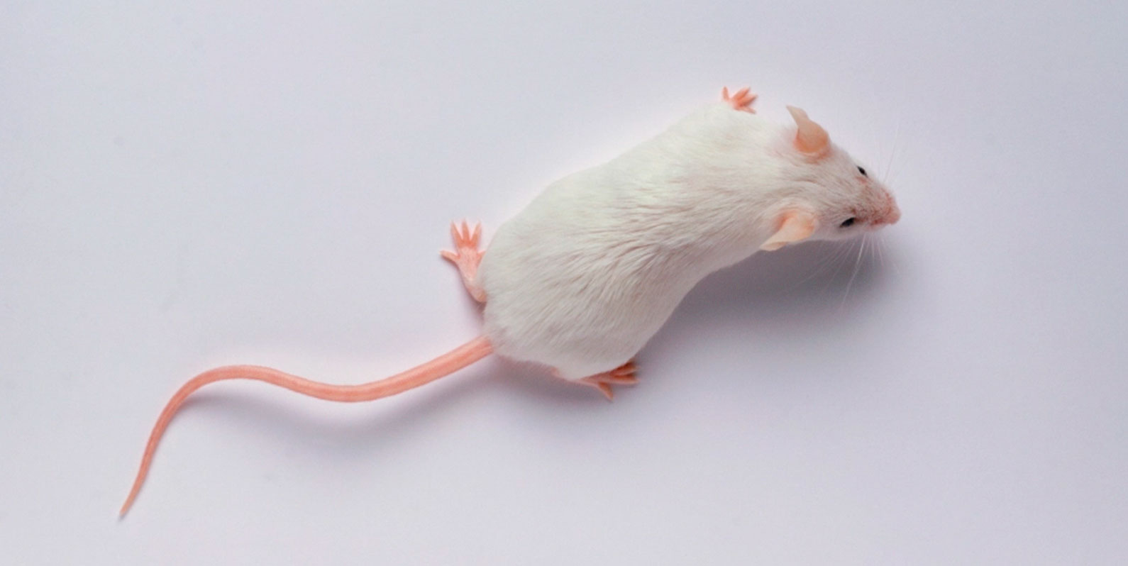 Startup de biotecnologia diz que seus camundongos de laboratório vivem mais após a reprogramação genética