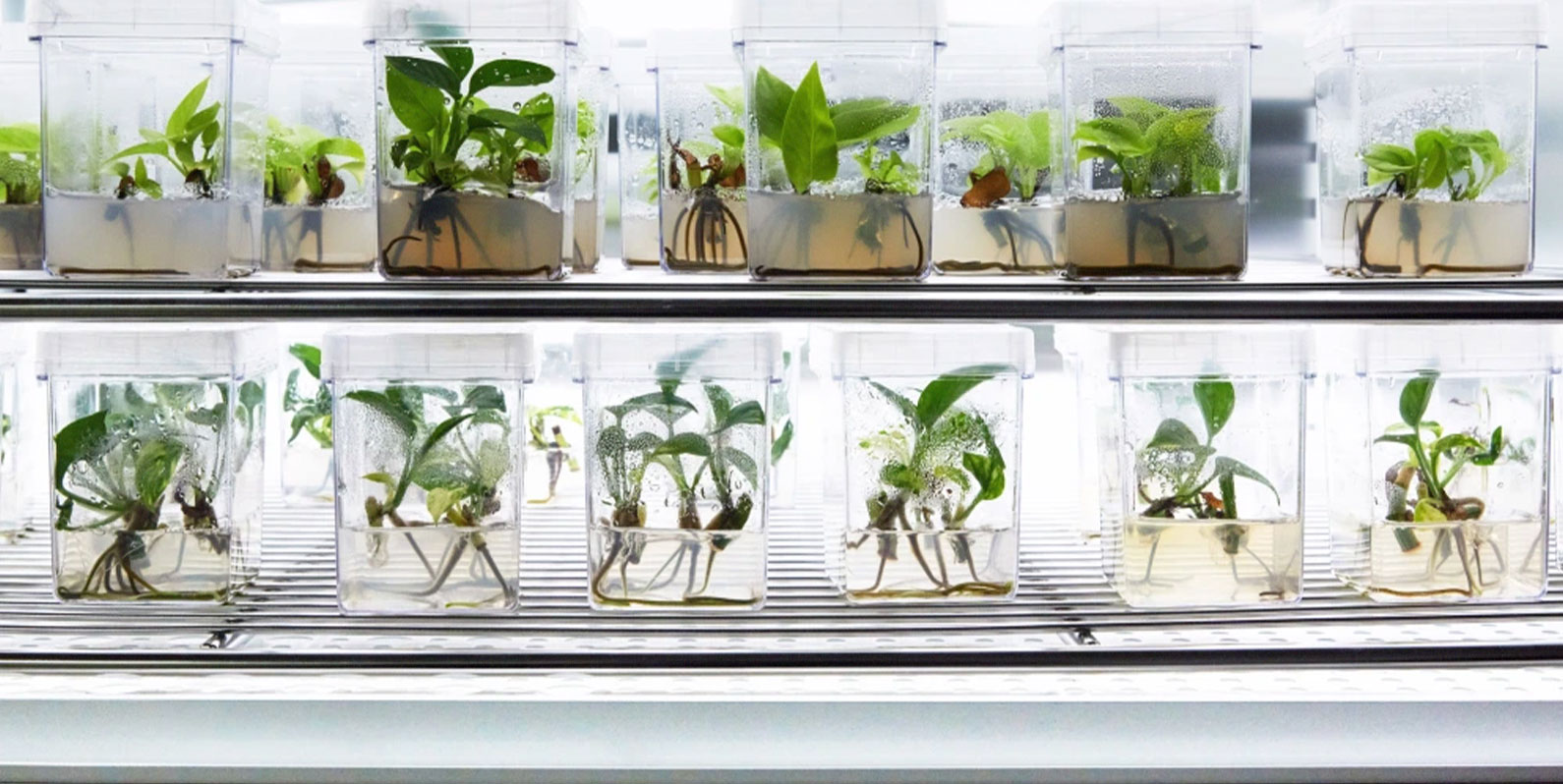 Plantas são geneticamente modificadas para potencializar qualidades de purificação do ar