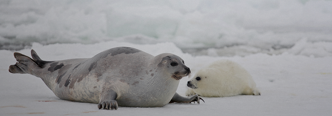 Neve artificial protege filhotes de foca das mudanças climáticas