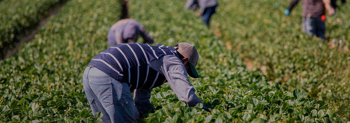 A busca para proteger os trabalhadores rurais do calor extremo