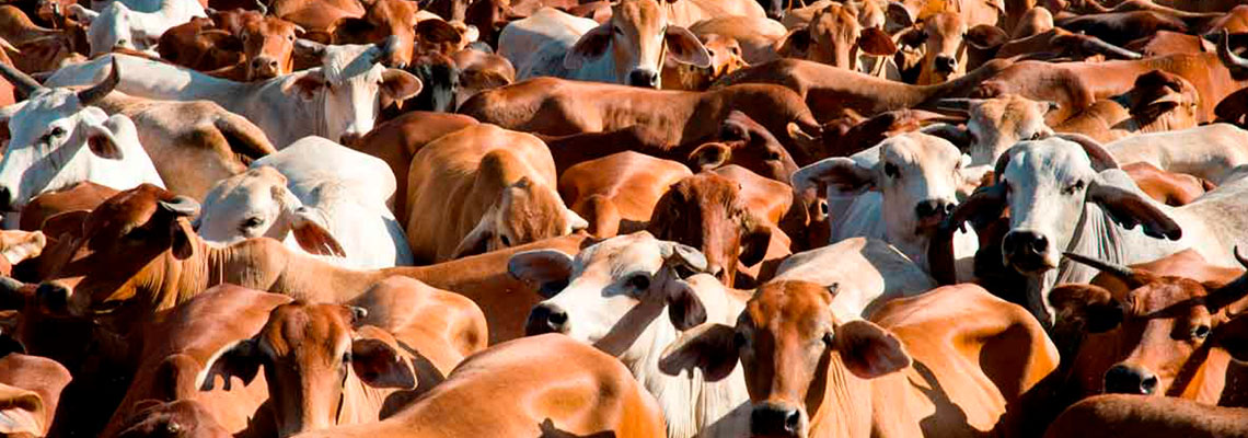 Por que a agricultura é um problema climático difícil de resolver