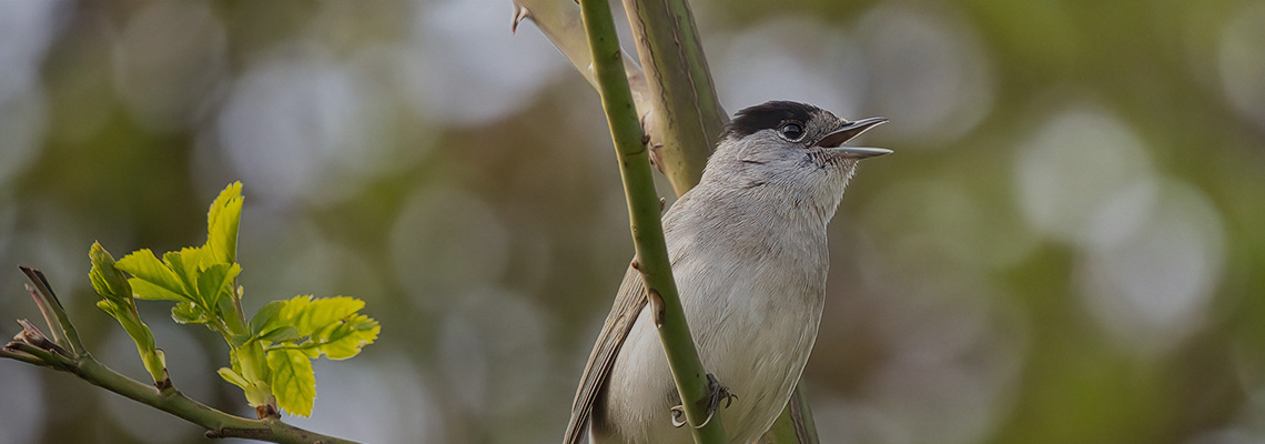 A IA está mudando como estudamos a migração de aves