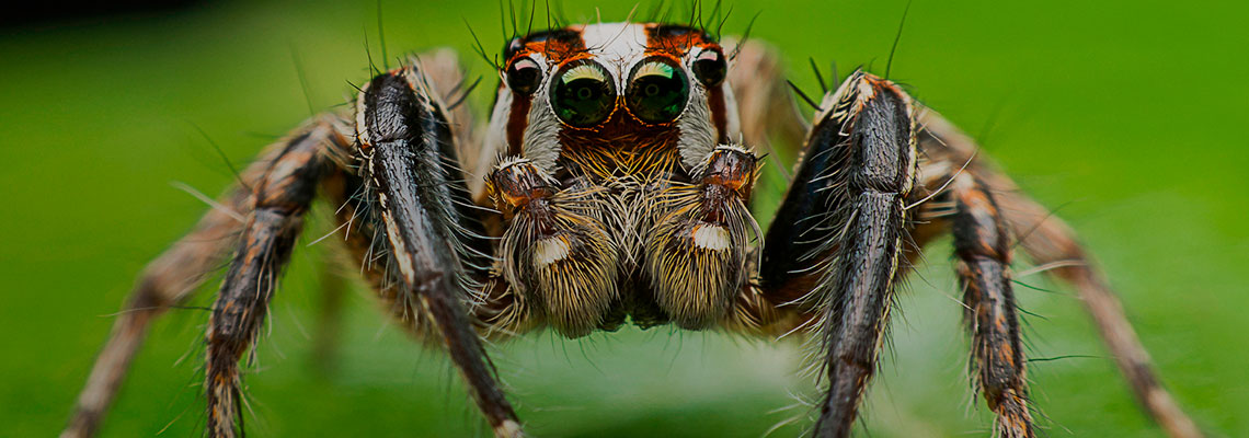 O que as aranhas pensam? Como a tecnologia DIY está revelando a mente animal