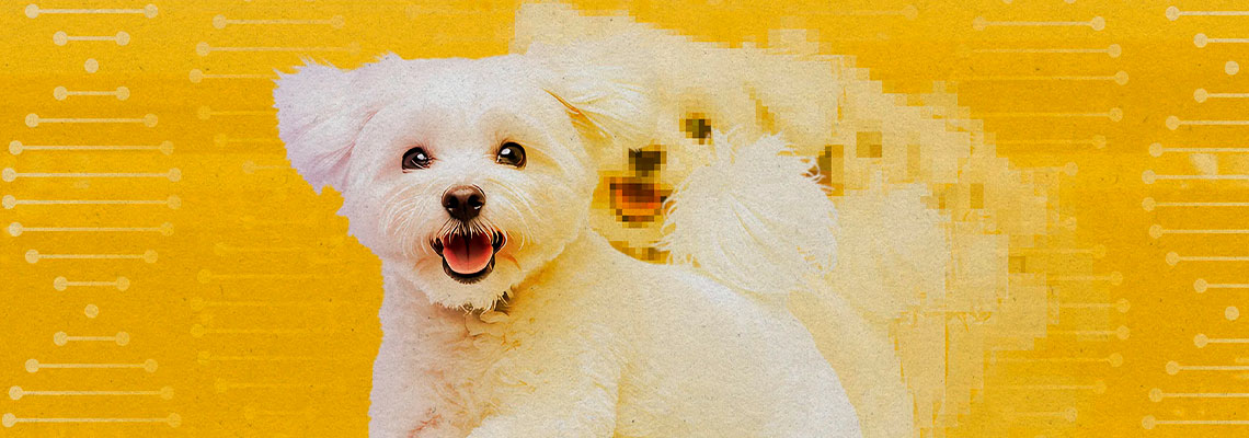 Clonagem não é apenas para animais de estimação de celebridades como o cachorro de Tom Brady