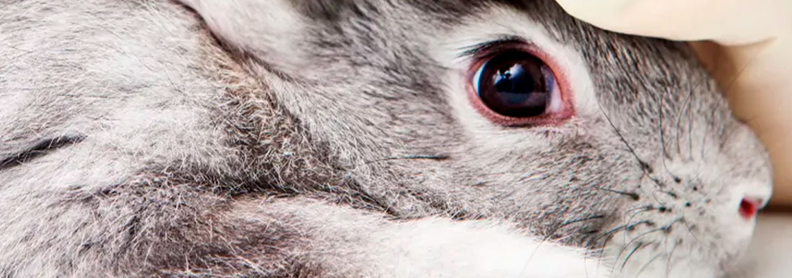 Estas tecnologias podem ajudar a pôr fim aos testes em animais