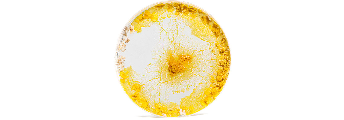 Esta startup acredita que o bolor de lodo pode nos ajudar a projetar cidades melhores