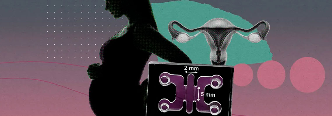 Pesquisadores estão engravidando organoides com embriões humanos