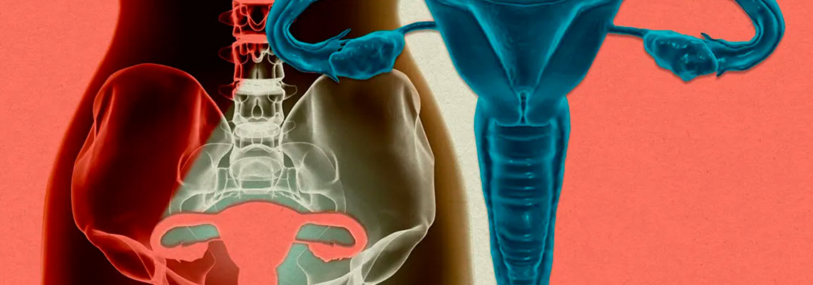 Útero humano é mantido vivo fora do corpo pela primeira vez