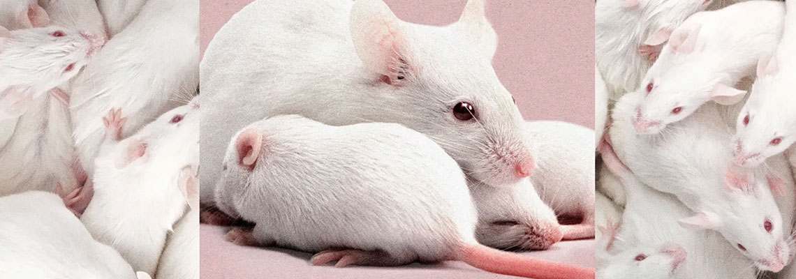 Cientistas acabam de criar clones fêmeas de camundongos machos
