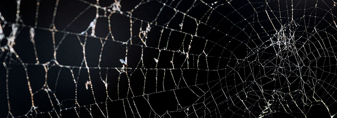 Bem-vindo ao universo das aranhas, onde tudo é medido por teias