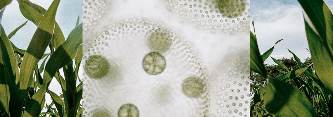 Micróbios modificados geneticamente ajudariam a alimentar as lavouras
