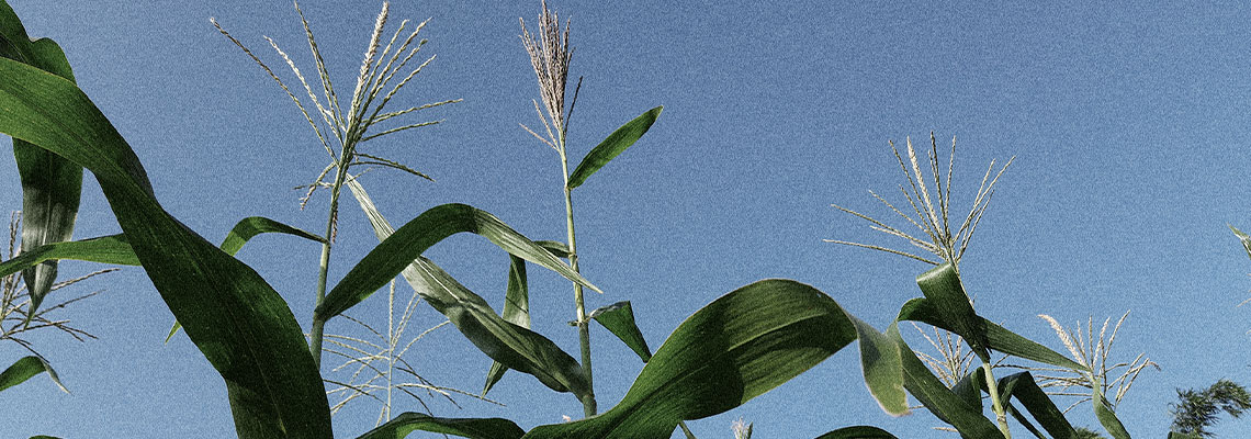 Agricultura é dependente de combustíveis fósseis. E isso custa caro