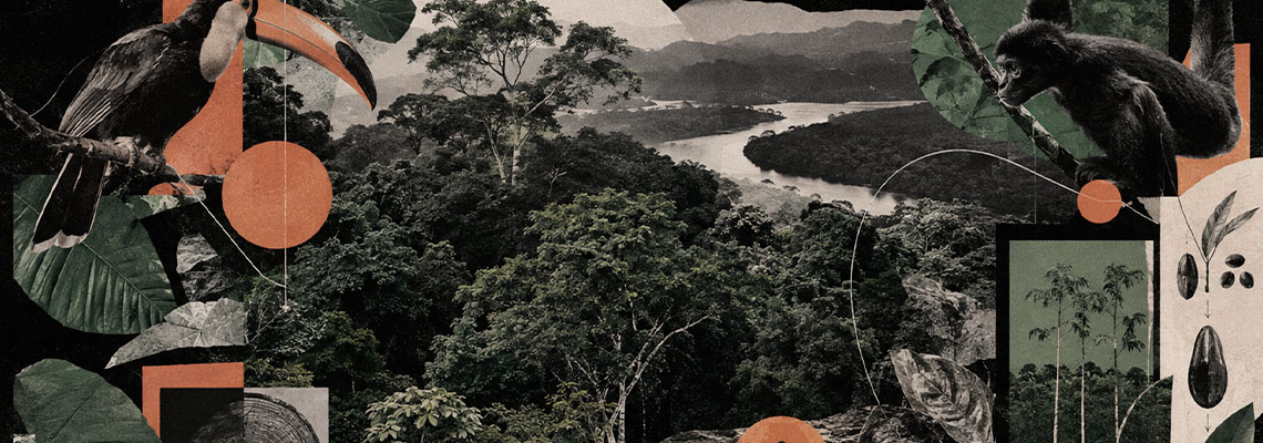 Ecologista revela as redes invisíveis responsáveis pela regeneração das florestas tropicais