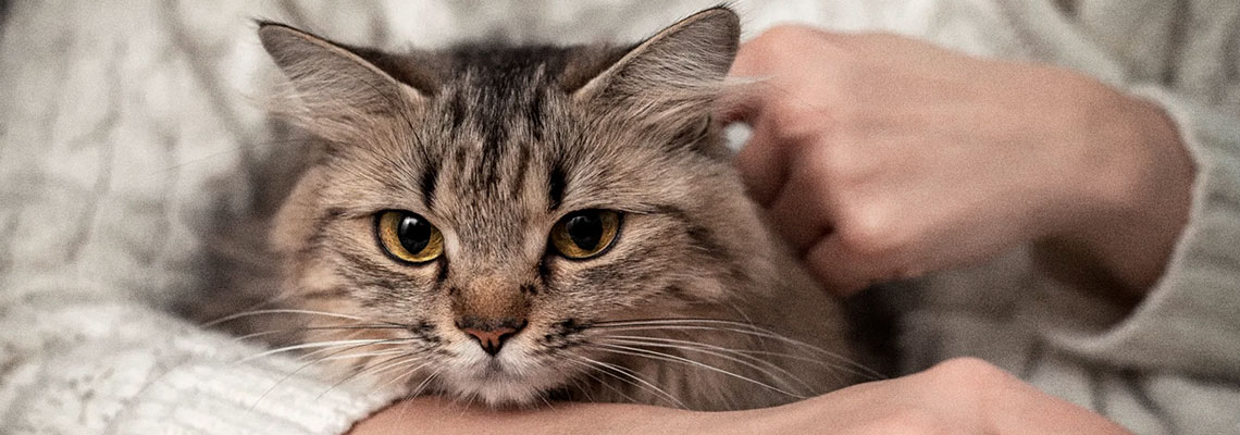 Não suporta a ideia de se despedir do seu animal de estimação?